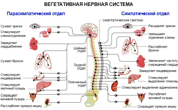 Вегетативная нервная система - нарушение функции